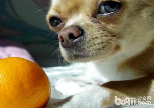狗狗不妨吃橘子吗？狗狗吃橘子佳不佳？