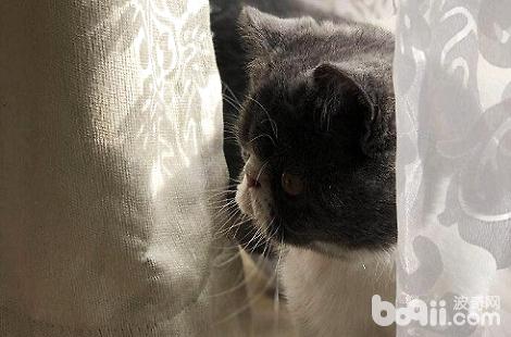 猫咪吃了化毛膏会涌现什么症候？