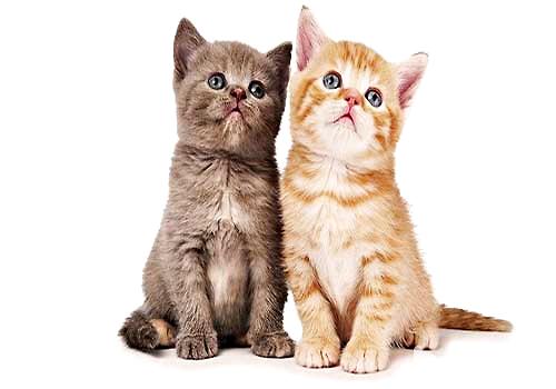 你了解公猫和母猫的辨别吗？