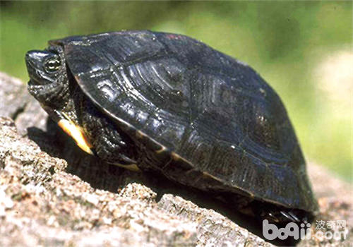 怎么样预防黑颈黑龟蛰伏