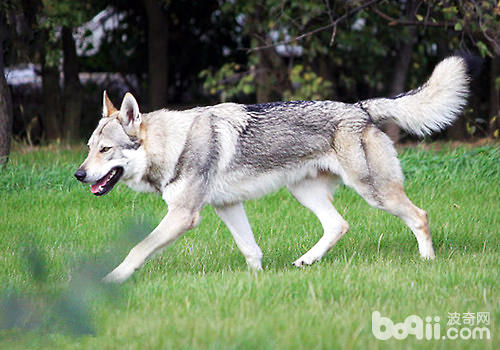 狼的表面，狗的品格——捷克狼犬
