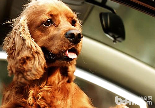 为什么狗狗趁车时喜佳将头伸出窗外