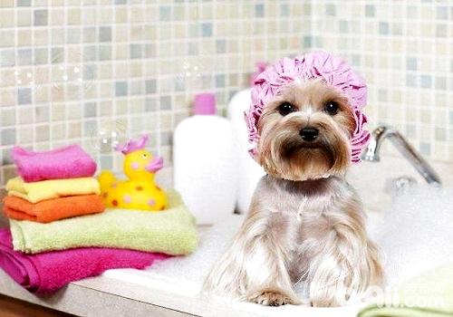 狗狗没有符合沐浴的状况都有哪些