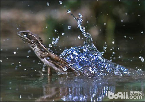 戴你熟习一种能在水面奔走的蜥蜴