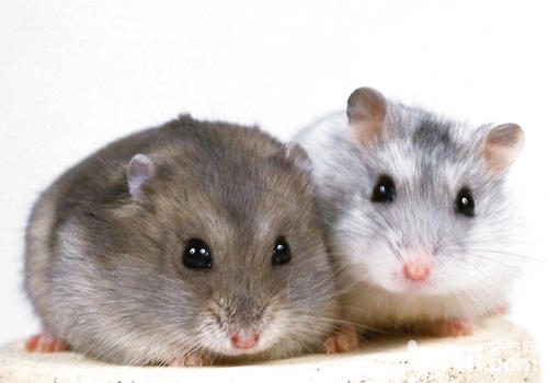 益生菌关于仓鼠有哪些效率