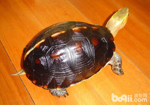 黄缘关壳龟的采用和辨别方式