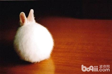 兔子的尾巴有多长，你了解吗？