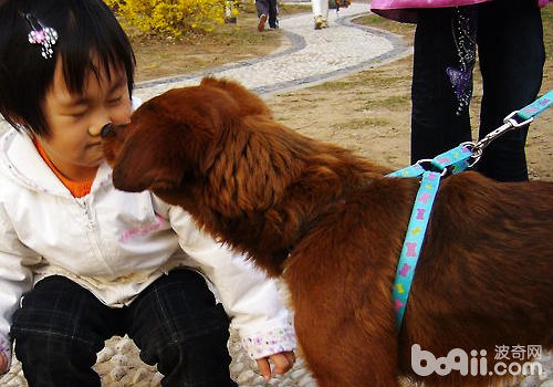 儿童养狗要养成良佳的卫生习气