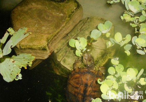 依据水色推断养龟水质佳坏