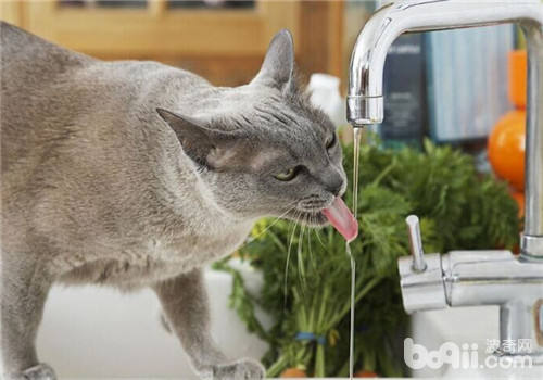 闭于猫咪的那些饮水癖佳