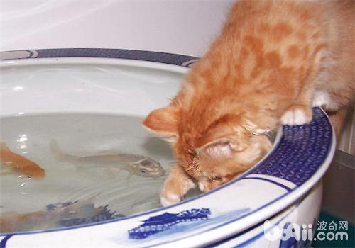 猫咪喝沐浴水怎样办？
