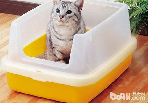 猫砂盆何如练习猫咪运用？