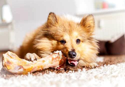 为什么狗狗没有不妨吃鸡骨头，狗狗吃鸡骨头后会怎样样