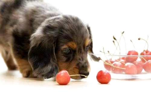 狗狗吃樱桃，狗狗吃了樱桃会怎样样？