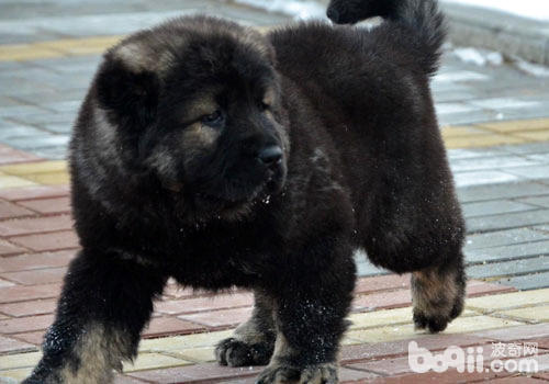 天下上最大的狗高加索犬的体型是怎样样的？