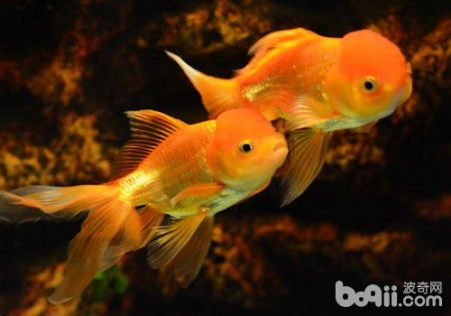 金鱼为什么忽然变色？