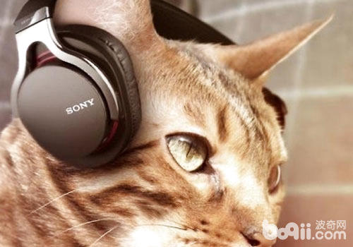 猫咪喜好听音乐吗？
