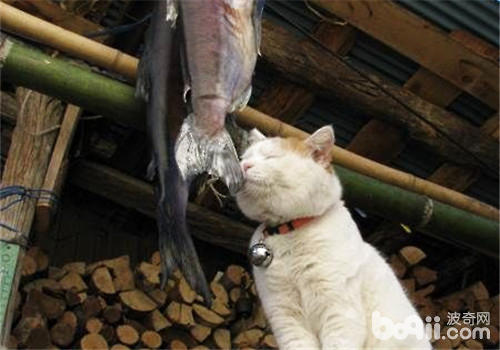 猫咪不妨吃小鱼搞吗？