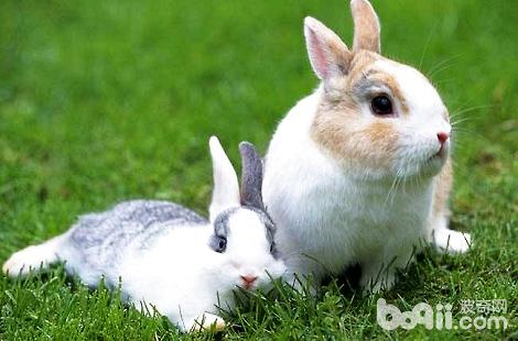 兔子的耳朵除了听声响还有什么功效？