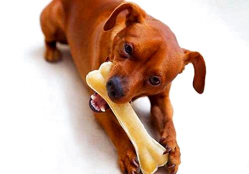 狗狗吃骨头被卡住，狗狗吃骨头被卡住该当怎样样处置