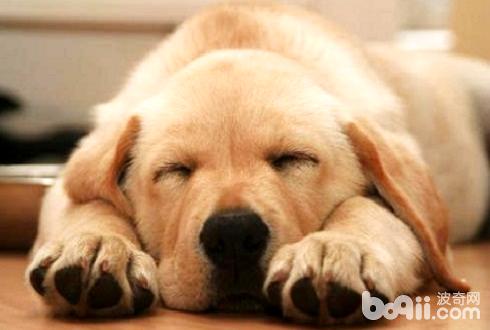 狗狗睡眠会干梦吗