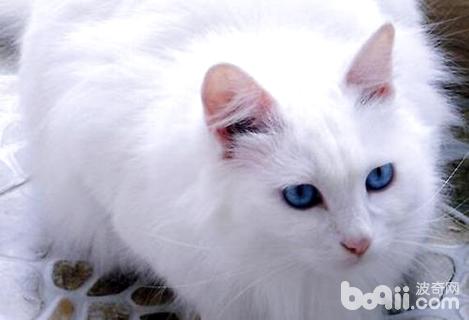 为什么没有能购蓝眼白猫