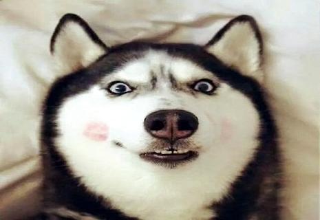 纯种哈士奇几钱？什么样的哈士奇是健壮的？ 