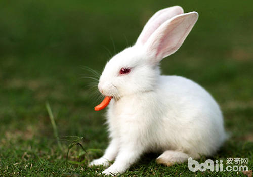 葡萄糖闭于养兔有何效率