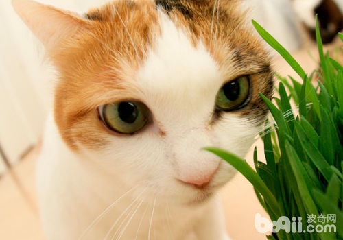 猫草关于猫咪有何效率