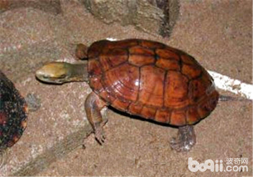 龟鳖豢养统制温度的方式
