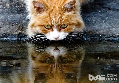 猫咪的怪僻：喝脏水？