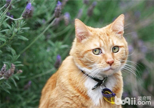 为什么猫咪那么腻烦橘子皮的味讲？