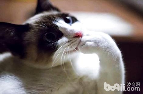 猫咪口臭是怎样回事？该怎样安排？