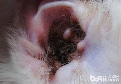 猫咪耳部疾病的预防