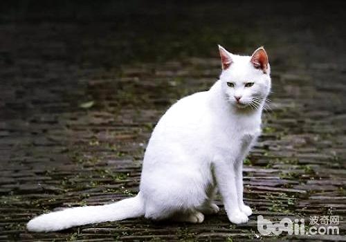 纯白色的中华故乡猫