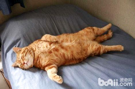猫咪比拟瘦怎样增肥？