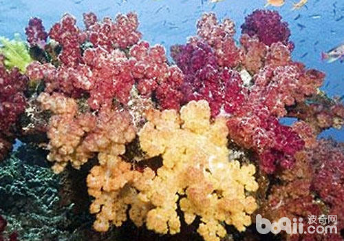 水族珊瑚礁的脸色变革与光照