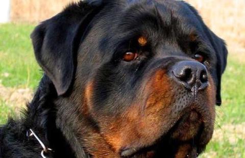 养罗威纳犬的坏处有哪些？罗威纳犬价格多少？