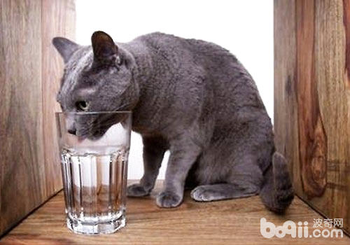 冬天怎么样让猫咪纵情喝水