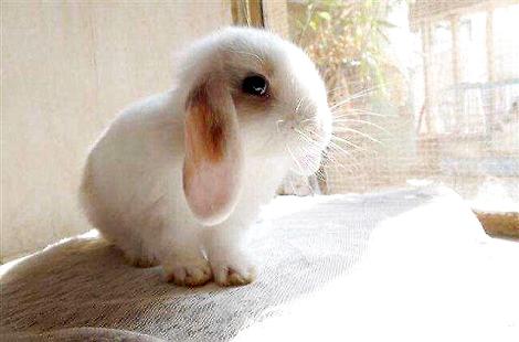 家里养的兔子眼睛四周掉毛是什么缘故？