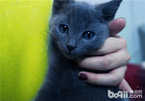 俄罗斯蓝猫几钱一只？