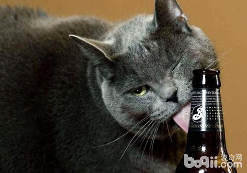 猫咪不妨饮酒吗？