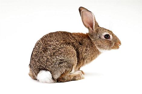兔子的尾巴有多长，你了解吗？