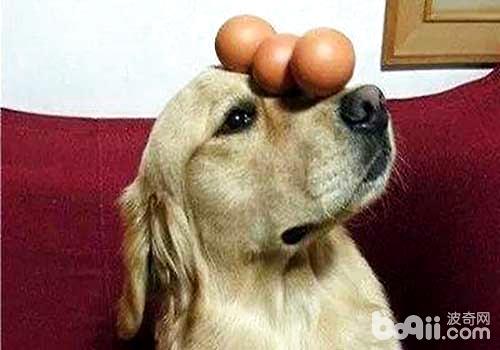 狗狗可不不妨吃鸡蛋，狗狗吃鸡蛋该当注重什么