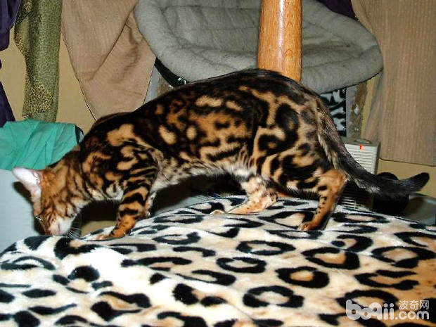 孟加拉豹猫有什么特性？孟加拉豹猫好养吗
