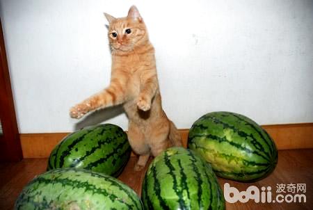 猫不妨吃西瓜吗
