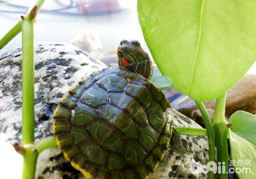 巴西龟蛰伏温度没有能太矮