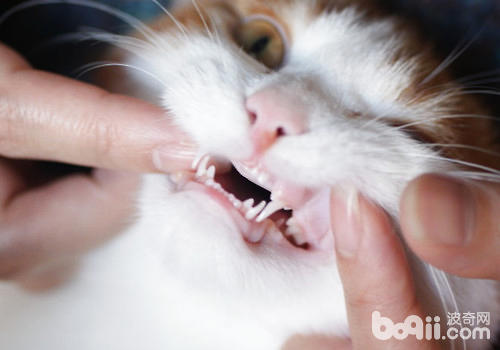 猫咪换牙的注重事项