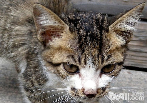 猫奴必备：何如的你更讨猫咪喜好？