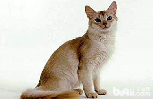 索马里猫.jpg